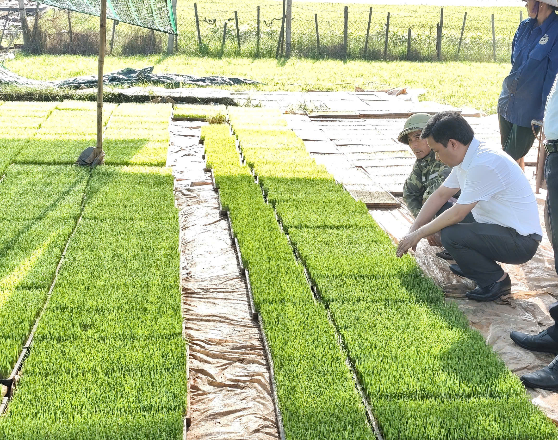 Đồng chí Chủ tịch UBND xã Giao Bình kiểm tra, chỉ đạo khắc phục hậu quả bão số 3, động viên nhân dân khôi phục sản xuất vụ Mùa 2025.